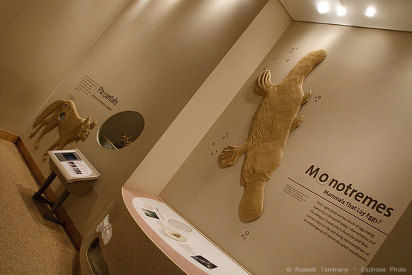 National Museum of Natural History