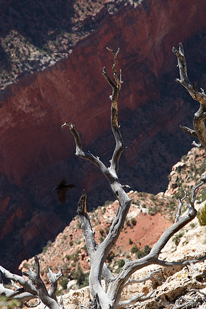 Grand Canyon NP