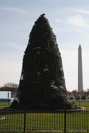 National Christmas Tree / Washington Monument
