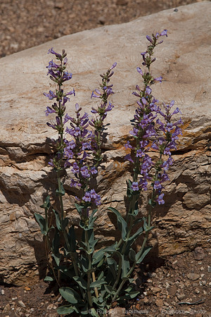 Grand Canyon NP
