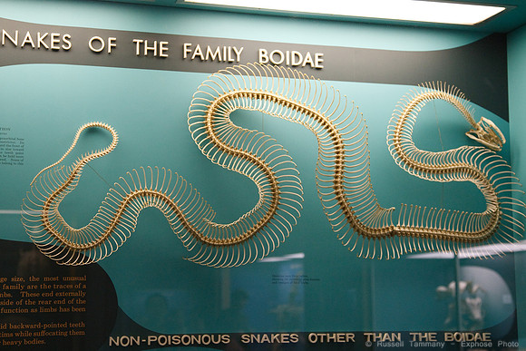 National Museum of Natural History