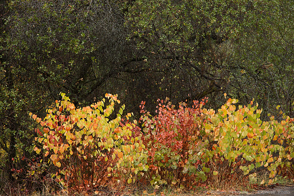 Sierra National Forest - Blackrock Rd