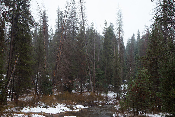 Sierra National Forest, McKinley Grove Rd