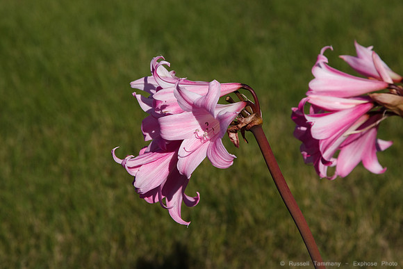 1D3_9777
