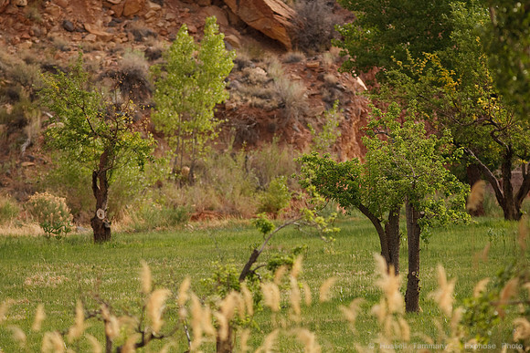 Capitol Reef NP