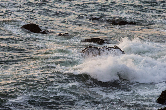 Bodega Coast