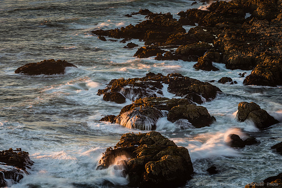 Bodega Coast