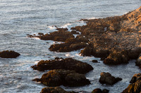 Bodega Coast