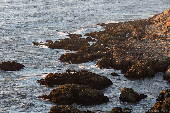 Bodega Coast