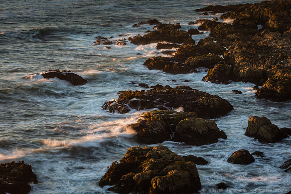 Bodega Coast