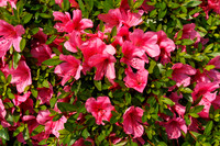 DSC09884