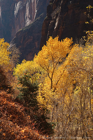 Zion NP, UT