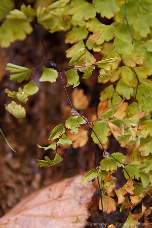 Zion NP, UT