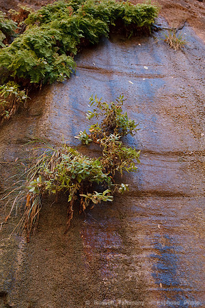 Zion NP, UT