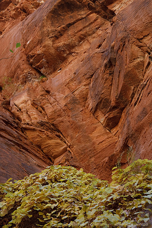 Zion NP, UT
