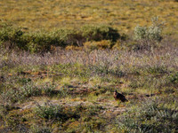 Denali NP