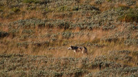Denali NP