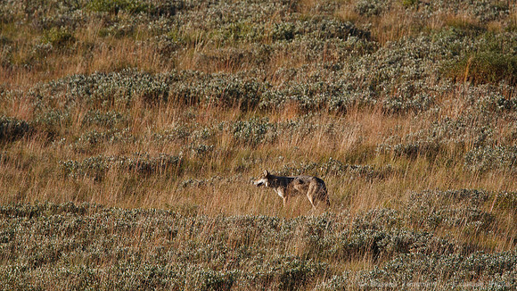 Denali NP