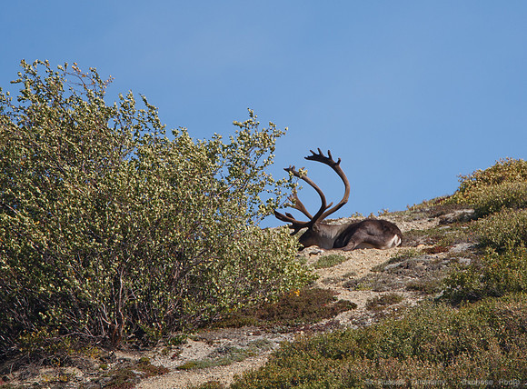 Denali NP