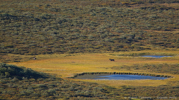 Denali NP