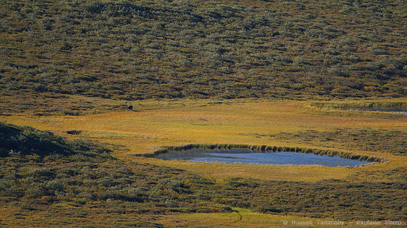 Denali NP
