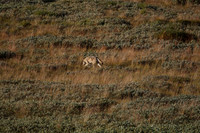 Denali NP