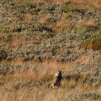 Denali NP