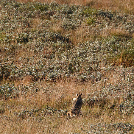 Denali NP