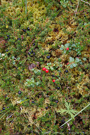 Denali NP