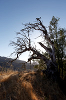 Lake Sonoma & Area