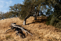 Lake Sonoma & Area