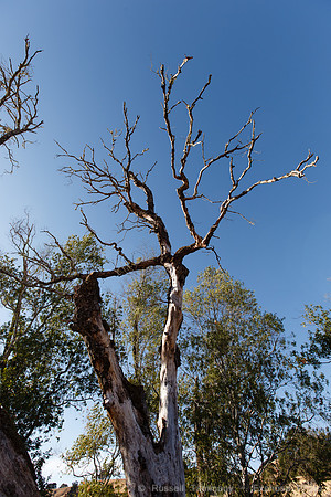 Lake Sonoma & Area