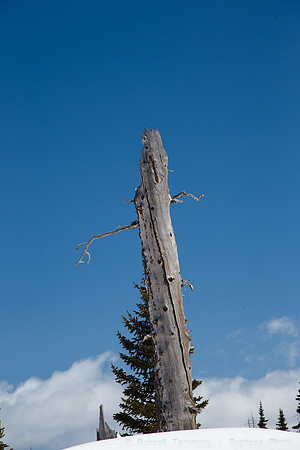 Cedar Breaks NM, UT