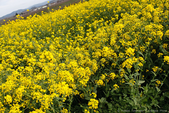Clos Du Bois, Geyserville
