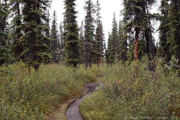 Denali NP