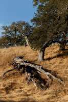 Lake Sonoma & Area
