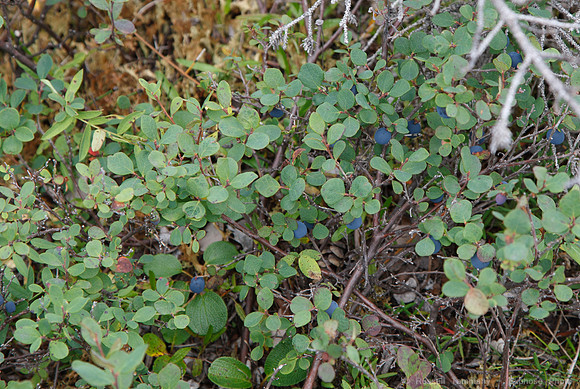 Denali NP