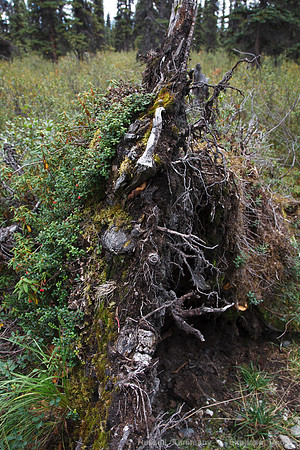 Denali NP