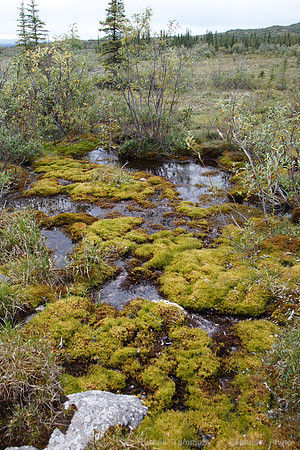 Denali NP