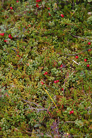 Denali NP