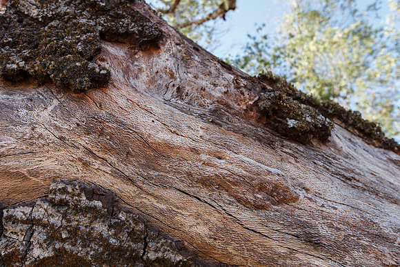 Lake Sonoma & Area