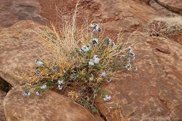 White Rim Trail, Canyonlands NP