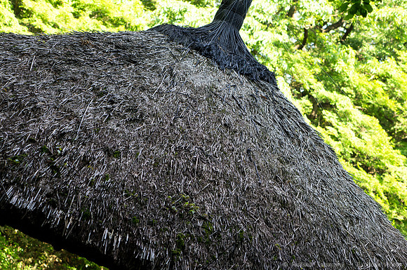 Meiji Jingu & Gardens