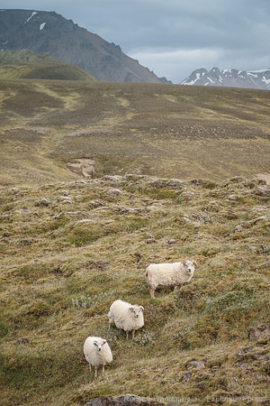 F208 Landmannalaugar