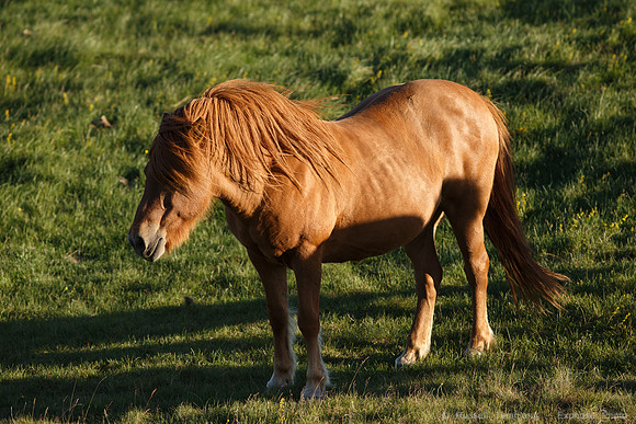 Icelandic Horses near Hjálparfoss