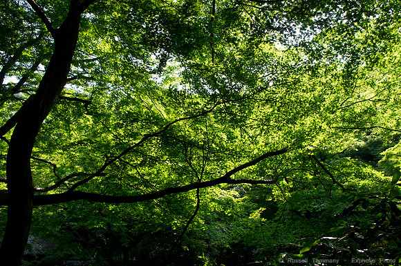 Meiji Jingu & Gardens