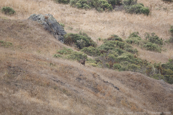 Jenner Headlands