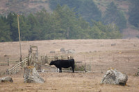 Jenner Headlands