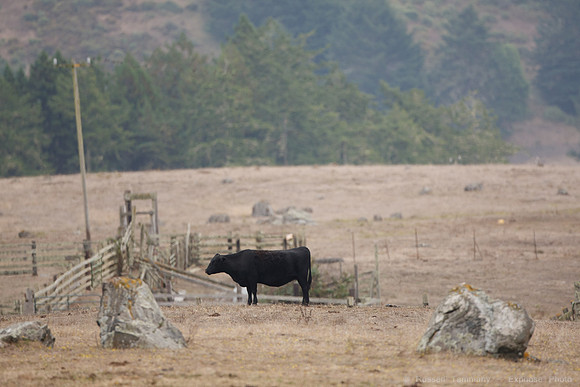 Jenner Headlands
