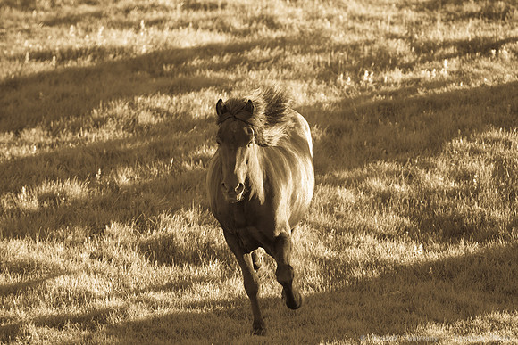 Icelandic Horses near Hjálparfoss